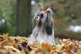 SHIH TZU 178
